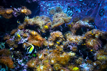 Fototapeta na wymiar Underwater scene, the nice view of fish and coral reef in the aquarium