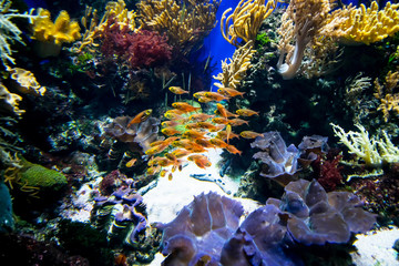 Underwater scene, the nice view of a group of fish and coral reef in the aquarium