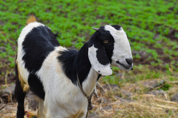Obraz premium cow in field