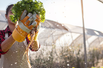 Young woman farmer is harvesting hydroponic lettuce vegetable. - obrazy, fototapety, plakaty