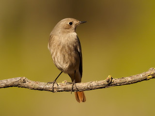 Fototapeta premium Black redstart, Phoenicurus ochruros