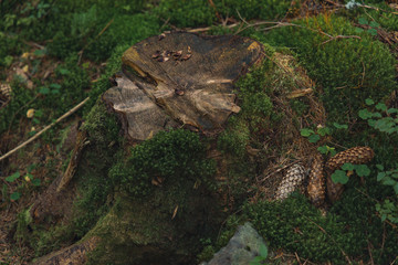 dark forest ground nature background of tree stump cone and moss green cover
