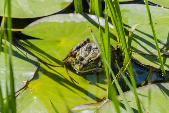 Frosch auf Blatt 