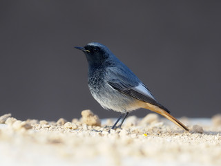 Black redstart, Phoenicurus ochruros