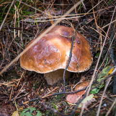 Borowik król polskich lasów © Jakub