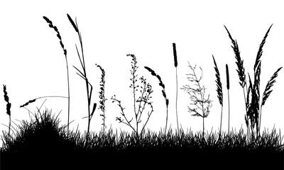 Wild weeds on grass, silhouette of meadow. Vector illustration.