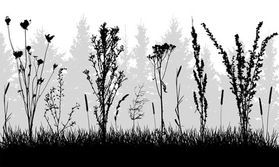 Grass with weeds on background of forest, silhouettes. Vector illustration.