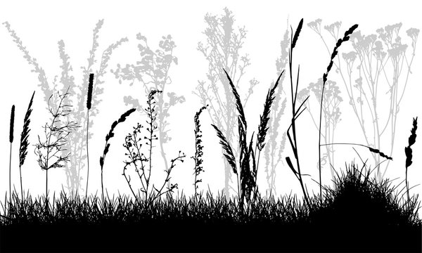 Silhouettes of grass and wild weeds. Vector illustration.