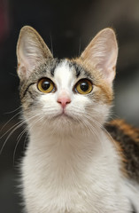 three-colored  cat with yellow eyes