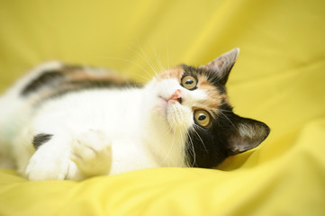 young playful three-color female cat