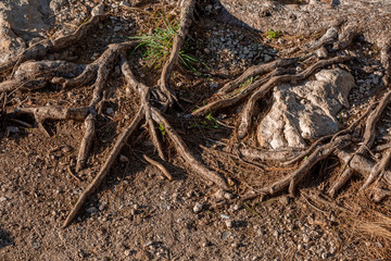 Pine tree roots close up on sunlight, selective focus on roots