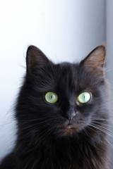 black cat with big green eyes is looking. black cat with long hair. cat head