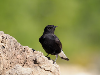 Black wheatear, Oenanthe leucura,
