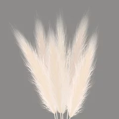 Deurstickers Kantoor Pampas gouden grasschoof op grijs. Vector illustratie. pluim Cortaderia selloana boeket Zuid Amerika. sier gras.