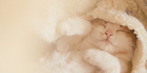 Lovely baby kitten sleeping in cozy blanket.