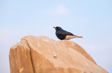 White-Crowned Wheatear bird perched on a rock in Al Ula, Saudi Arabia