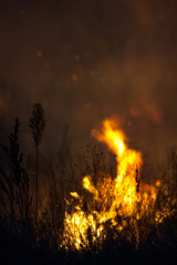 Fototapeta premium Dry grass burns at night. Pastures and meadows in the countryside. An environmental disaster involving irresponsible people. Luxurious mystical night landscapes shot on a 300mm lens.