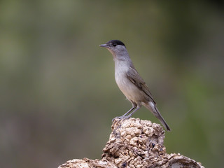 Blackcap, Sylvia atricapilla