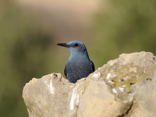 Blue rock- thrush, Monticola solitarius