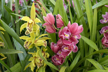 Close up of  beauty colorful orchid flower