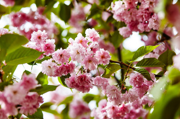 Beautiful cherry blossom. Fresh spring background on nature outdoors. Selective focus