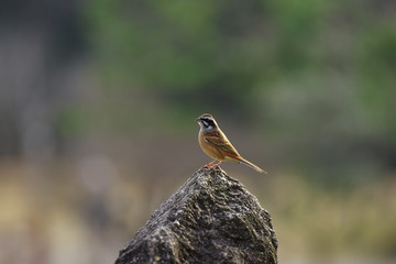 岩の上の野鳥