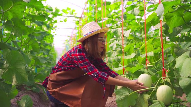 Asian women owns in the green melon farm or cantaloupe . Walking along the rows of the plots to check the leaf and green melon integrity