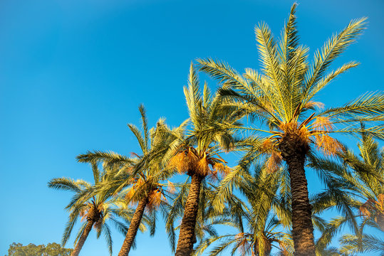 Date palm trees on a background of blue sky on a bright sunny day. 