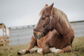 portrait of old gelding horse in halter laying on ground in paddock - obrazy, fototapety, plakaty