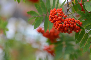 landscape and details in southern Styria, Austria