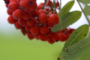 landscape and details in southern Styria, Austria