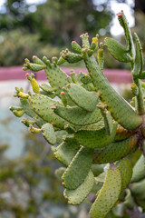 Opuntia vulgaris is a species of cactus that has long been a domesticated crop plant important in agricultural economies throughout arid and semiarid parts of the world.