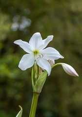 Fototapeta premium Coelia bella - a species of orchid native to Mexico, Guatemala, Honduras and Costa Rica