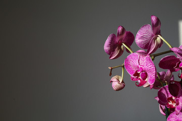 beautiful flower orchid , violet orchid , spring is coming , 8th of march