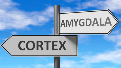 Cortex and amygdala as a choice - pictured as words Cortex, amygdala on road signs to show that when a person makes decision he can choose either Cortex or amygdala as an option, 3d illustration