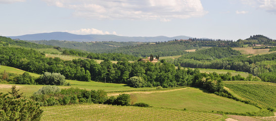 panorama of Tuscan vineyards on green hills in summer