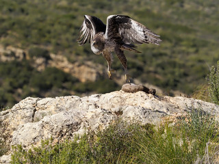 Bonelli's eagle, Hieraaetus fasciatus