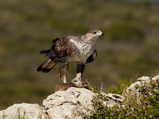 Bonelli's eagle, Hieraaetus fasciatus