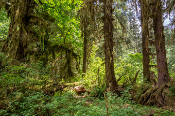 Moss covered trees in a rainforest. Hoh Rain forest in Olympic National Park, Washington state US