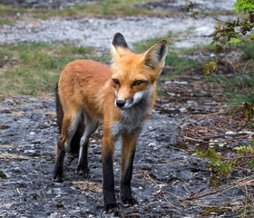Obraz premium red fox in wild
