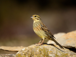 Cirl bunting, Emberiza cirlus