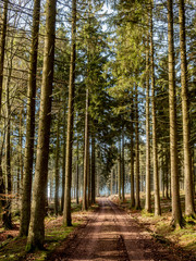 Stoumont, Belgium. Forest near the belgian village of Stoumont on a sunny January afternoon.