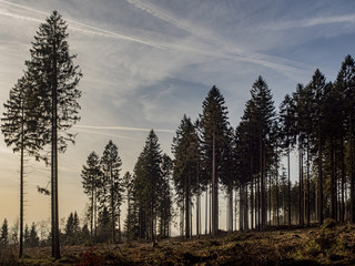 Stoumont, Belgium. Forest near the belgian village of Stoumont on a sunny January afternoon.