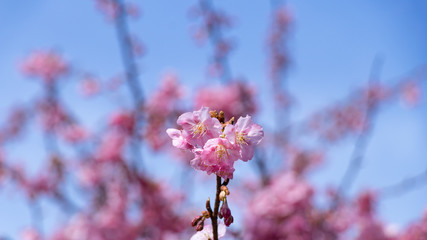 青空を背景に咲く桜