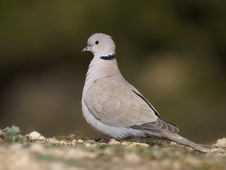 Collared dove, Streptopelia decaocto