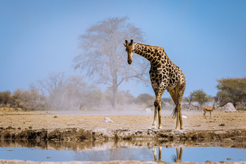 Giraffe