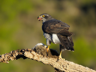 Goshawk, Accipiter gentilis