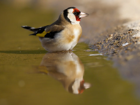 Goldfinch, Carduelis Carduelis