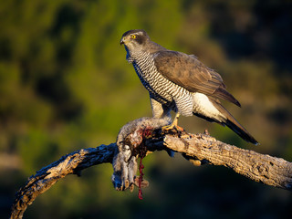 Goshawk, Accipiter gentilis