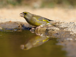 Greenfinch, Carduelis chloris